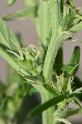 Photo 3 of Cannabis sativa