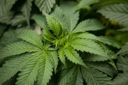 Photo 8 of Cannabis sativa