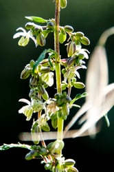 Photo 7 of Cannabis sativa