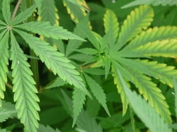 Photo 2 of Cannabis sativa