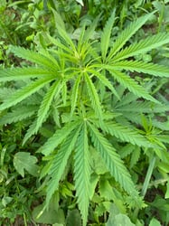 Photo 5 of Cannabis sativa