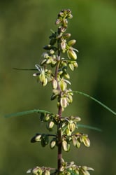 Photo 4 of Cannabis sativa
