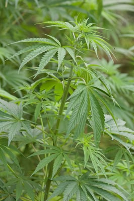 Photo 1 of Cannabis sativa