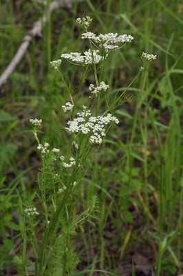 Photo 1 of Carum carvi