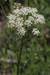 Photo 3 of Carum carvi