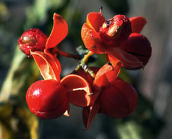 Photo 3 of Celastrus scandens