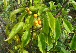 Photo 9 of Celastrus scandens