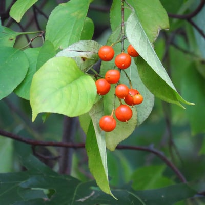 Photo 1 of Celastrus scandens