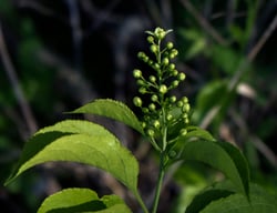 Photo 2 of Celastrus scandens
