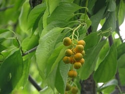 Photo 8 of Celastrus scandens