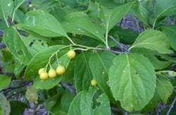 Photo 4 of Celastrus scandens