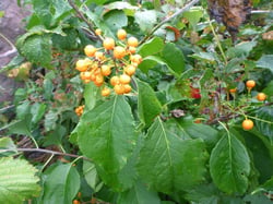 Photo 7 of Celastrus scandens