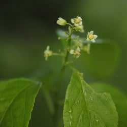 Photo 5 of Celastrus scandens