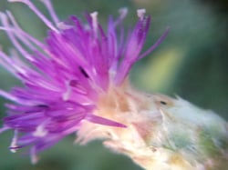 Photo 2 of Centaurea repens