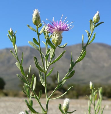 Photo 1 of Centaurea repens