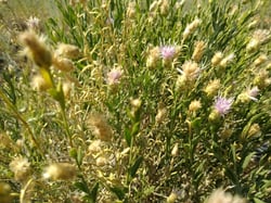 Photo 3 of Centaurea repens