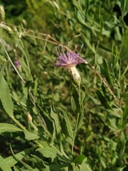 Photo 4 of Centaurea repens