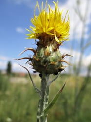 Photo 7 of Centaurea solstitialis