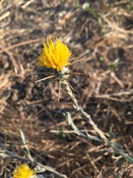 Photo 5 of Centaurea solstitialis