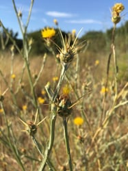 Photo 2 of Centaurea solstitialis