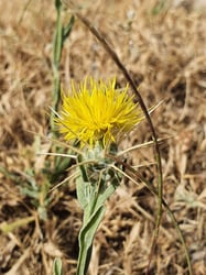 Photo 8 of Centaurea solstitialis
