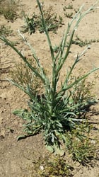 Photo 4 of Centaurea solstitialis