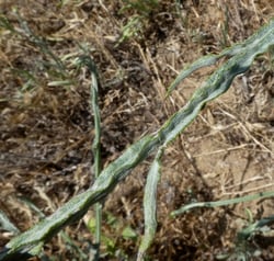 Photo 3 of Centaurea solstitialis