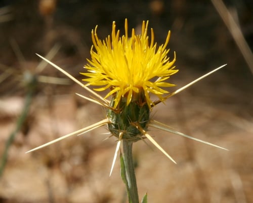 Photo 1 of Centaurea solstitialis