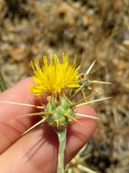Photo 6 of Centaurea solstitialis