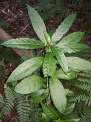 Photo 6 of Cestrum spp.