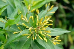 Photo 4 of Cestrum spp.