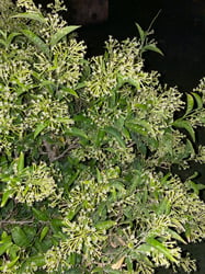 Photo 8 of Cestrum spp.