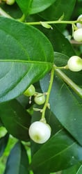 Photo 5 of Cestrum spp.