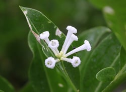 Photo 3 of Cestrum spp.