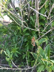 Photo 7 of Cestrum spp.
