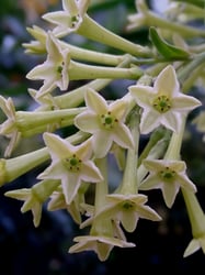 Photo 9 of Cestrum spp.