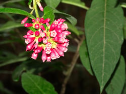 Photo 2 of Cestrum spp.