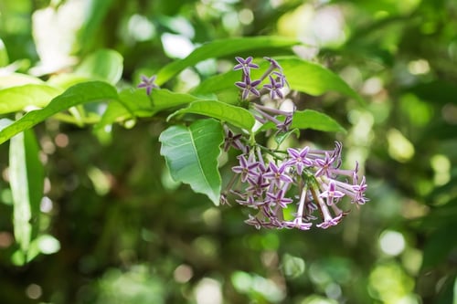 Photo 1 of Cestrum spp.