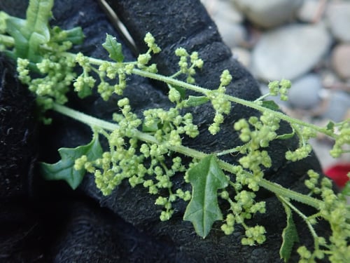 Photo 1 of Chenopodium botrys