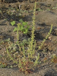 Photo 6 of Chenopodium botrys