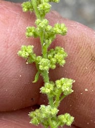 Photo 7 of Chenopodium botrys