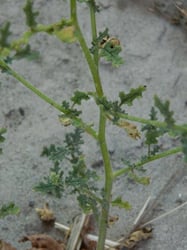 Photo 3 of Chenopodium botrys
