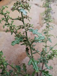 Photo 8 of Chenopodium botrys