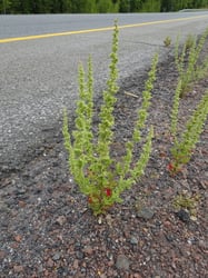Photo 9 of Chenopodium botrys
