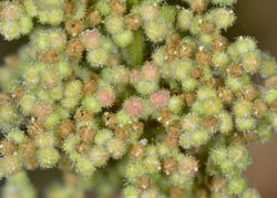 Photo 5 of Chenopodium botrys