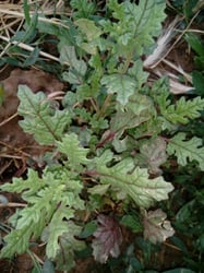 Photo 2 of Chenopodium botrys