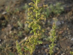 Photo 4 of Chenopodium botrys