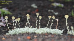 Photo 2 of Chrysanthemum spp.