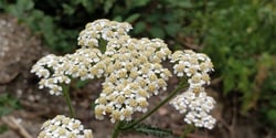 Photo 4 of Chrysanthemum spp.