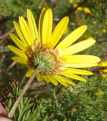 Photo 3 of Chrysanthemum spp.